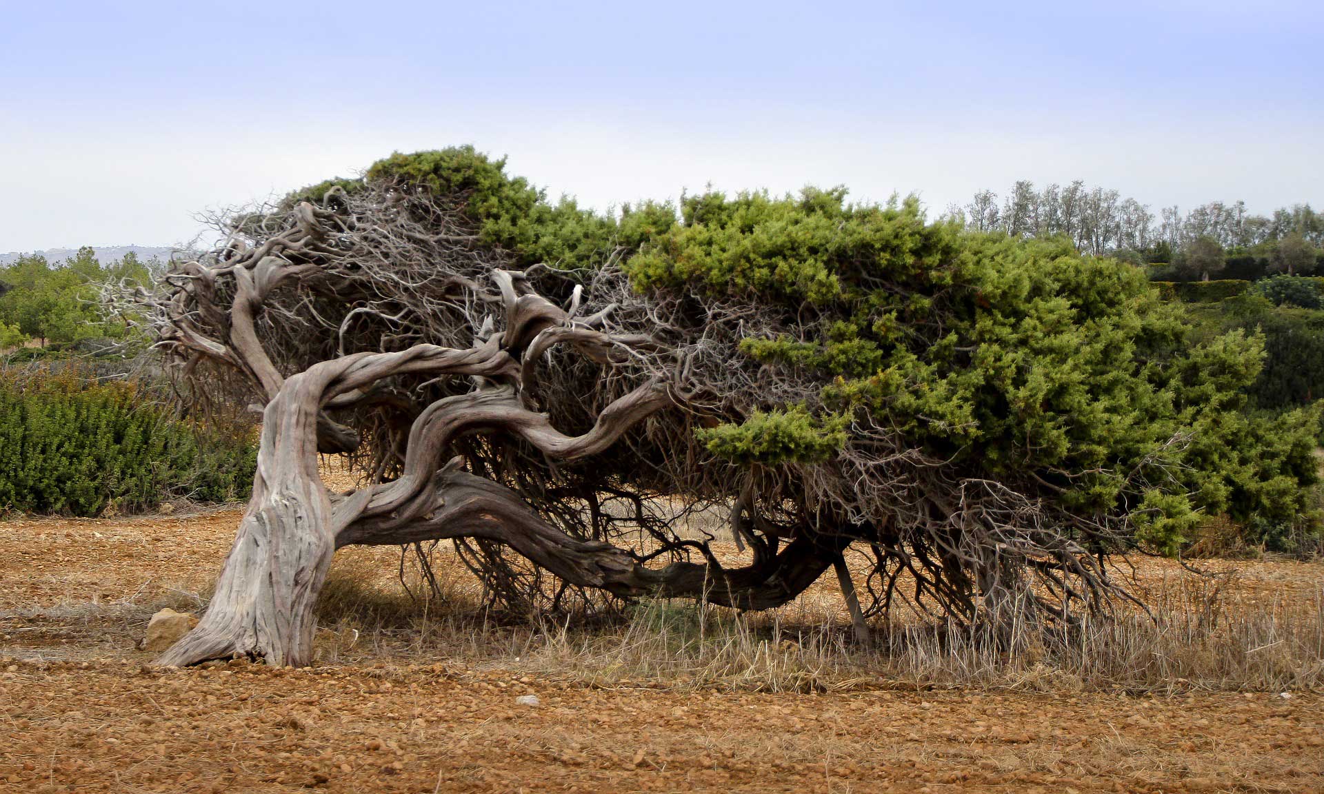 Baum im Wind