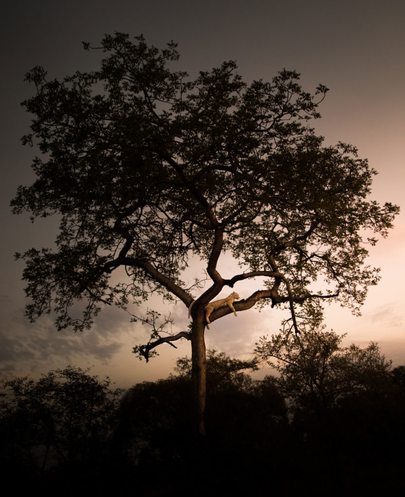 Kgalagadi-Transfrontier-Nationalpark