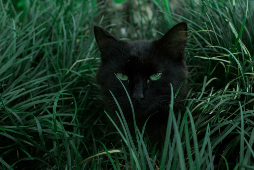 Krafttier schwarze Katze