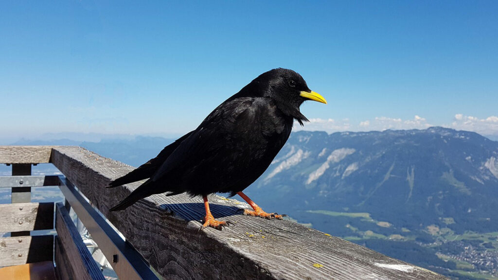 Eine Alpendohle blickt über die Berge