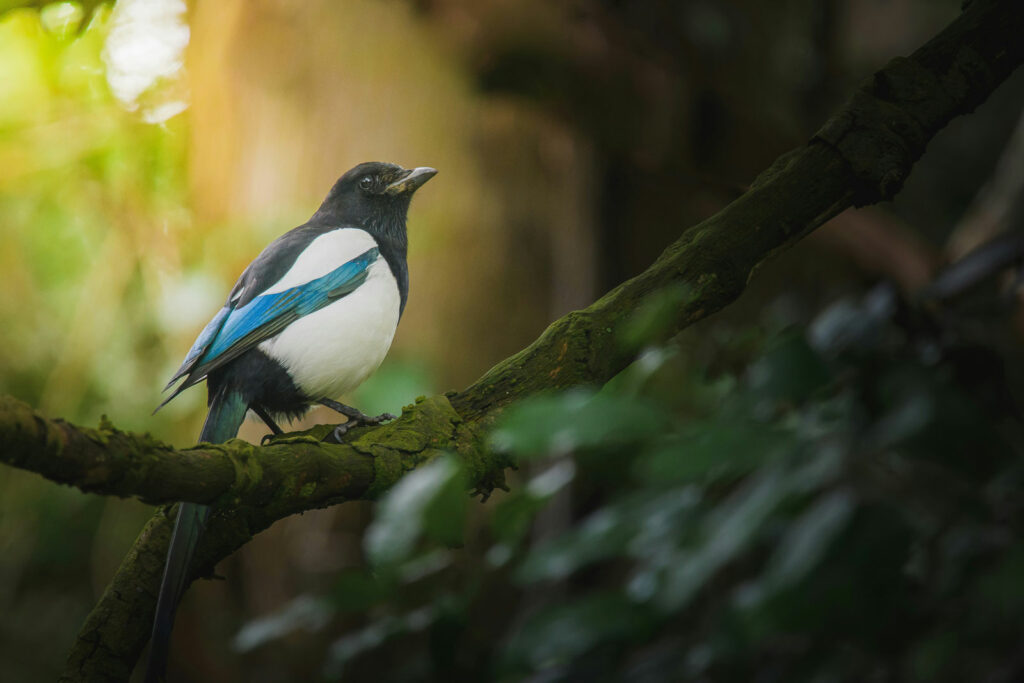 Eine Elster im Wald