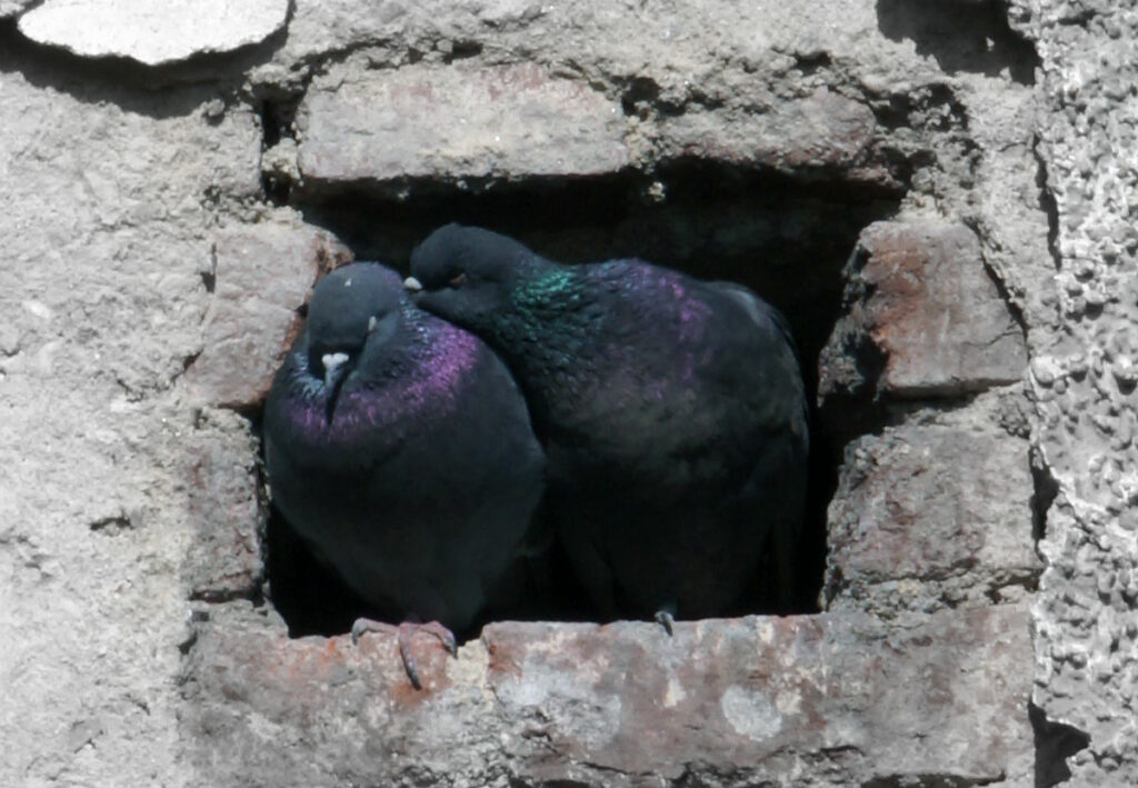 Zwei Tauben küssen sich