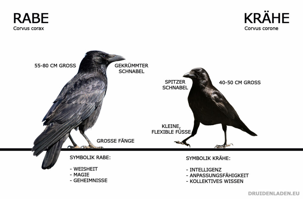 Eine Gegenüberstellung eines Rabens und einer Krähe